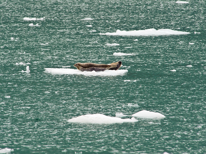 Alaska Wildlife-71.JPG